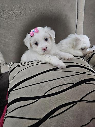 Psi: Na prodaju cistokrvni stenci maltezera. Ostenjeni 24.12.25. 4 zenkice — 8
