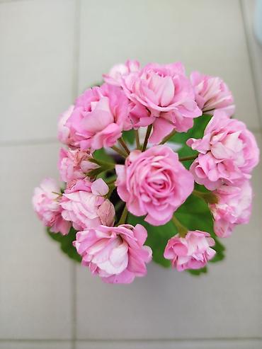 malc: Geran yeni sort pink. Böyük ölçülü də var — 4