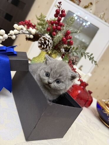 Pişiklər: Britan yastı qulaq, Dişi, Erkək, Yaxşı əllərə, Ödənişli çatdırılma, Ünvandan götürmə — 21