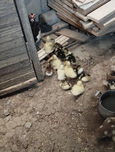 Inəklər, öküzlər: Dişi, | Lal ördək, Damazlıq, Ünvandan götürmə