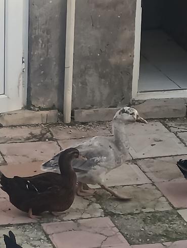bildircin eti satisi: Ördek və qaz sürüsü ​Qaz: Bir cütü 5 aylıq - 60 m ​Kayuqa (ördək — 8