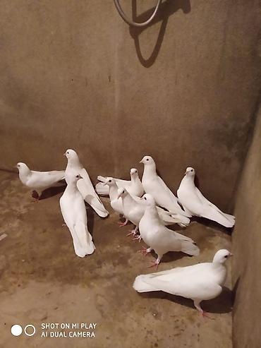 geref qus: ÜnvanMaştaga Məhsul: Ağ göyərçinlər (qrup — 8