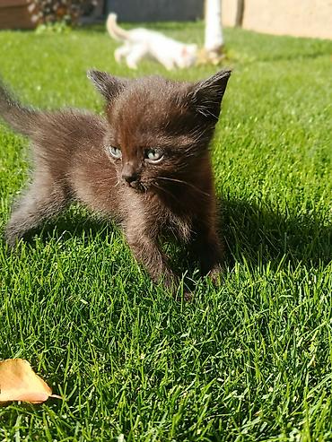 Отдам даром кошку: Котята, отдадим в добрые руки. - Возраст: примерно 1–2 месяца (на — 4