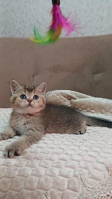 Pişiklər: Britan — 1