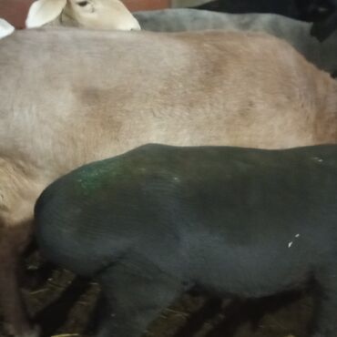 Бараны, овцы: Продаю | Овца (самка), Ягненок, Баран (самец) | Гиссарская, Полукровка, Меринос | На забой, Для разведения, Для шерсти | Племенные, Котные, Кастрированные — 4