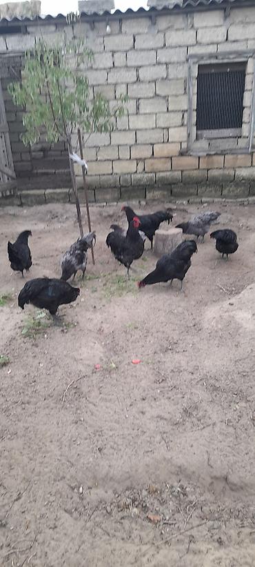 Toyuqlar: Toyuq, Australorp, Ətlik, Ünvandan götürmə — 4
