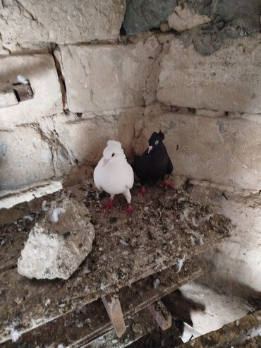 Göyərçinlər: Şəkillərdə müxtəlif rənglərdə və bəzi fərqli xüsusiyyətlərə malik — 3