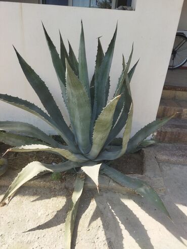 Çöl bitkiləri: Aloe vera 1.70+