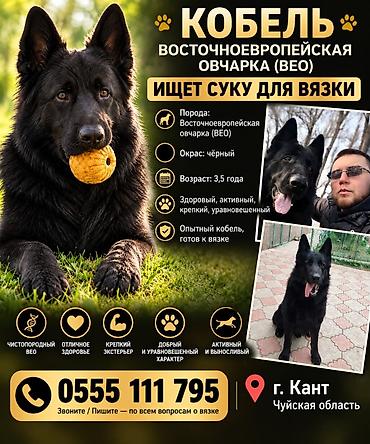 породистые собаки в бишкеке: Вязка: Восточноевропейская овчарка, Самец, 3 года, С родословной — 2
