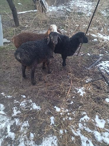 Баран, овца: Продаю | Овца (самка) | Для разведения at lalafo.kg — 4 Баран, овца: Продаю | Овца (самка) | Для разведения — 4