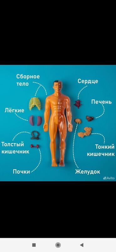 куплю советские статуэтки: Человеческий скелет Кукла за 500с .Смотрите также все мои объявления