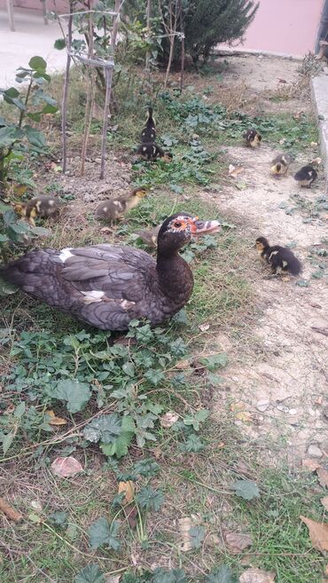 cins ineklerin satisi: Dişi, | Macar, Damazlıq, Pulsuz çatdırılma