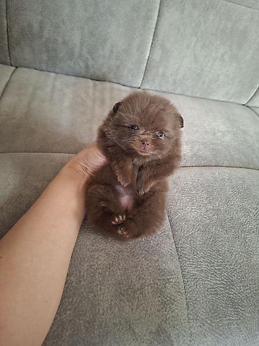 померанский шпиц бу цена: Померанский шпиц (мелкий компаньон)🐾 Щенки померанского шпица — 7