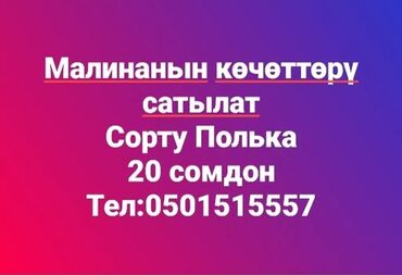 malina kg продажа малины оптом в бишкеке новопокровка фото: Семена и саженцы Малины, Самовывоз