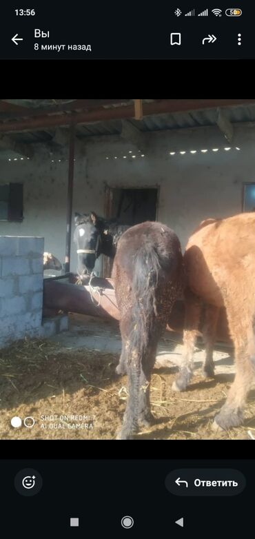 Лошади, кони: Продаю | Жеребенок | Рабочий — 2