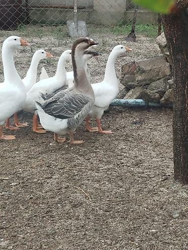 ev sicani: Qaz sürüsü – ev quşları Məhsul təsviri: - Ağ və boz rəngli yerli — 2