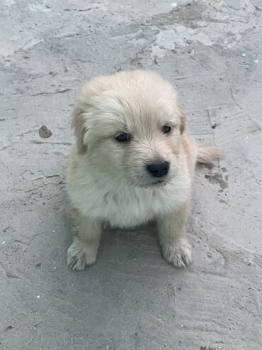 döyüş itləri: Layka, 1 ay, Erkek, Cütləşmə üçün, Ünvandan götürmə