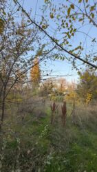 Продажа участков: 30 соток, Для строительства, Красная книга at lalafo.kg — 7 Продажа участков: 30 соток, Для строительства, Красная книга — 7