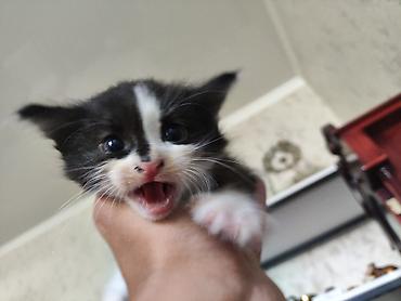котята норвежской лесной кошки: Майнкун метисы Отец - дворовой крутыш🦁(крупный) Мать - Майнкун к — 3