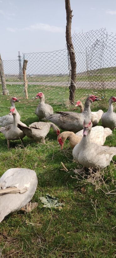 Другие с/х животные: Мускусная утка (индоутка), светло-серая окраска с красной маской на — 4