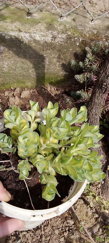 Ostale kućne biljke: Sobne i ukrasne biljke u saksijama – više vrsta - Syngonium — 10