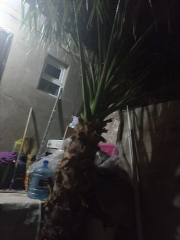 Bitki kökləri: Palma ağacidi cox gozel agacdir gövdesi uzunlugu1.60 metredir boş boş