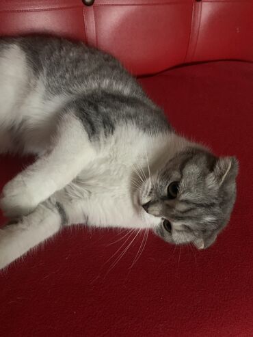 британская короткошерстная кошка шиншилла: Пропала кошка шотланская вислоухая Верните пожалуйста за хорошее