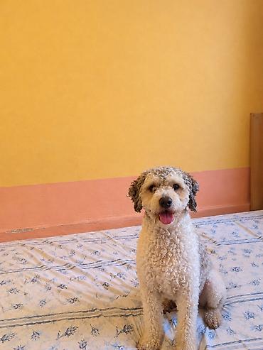 İtlər: Pudel, 2 ay, Dişi, Peyvəndli, Ünvandan götürmə, Ödənişli çatdırılma — 3