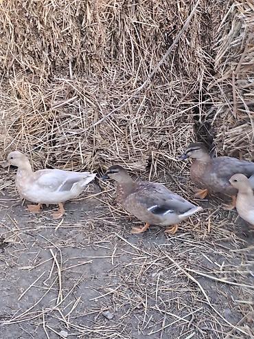 dovşan karlik: Məhsul: karlik Ördəklər (bir neçə baş) Təsvir: - Fotoşəkildə müxtəlif — 1