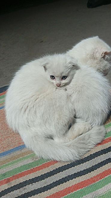 Отдам даром собаку: Отдам котят в хорошие добрые руки — 2