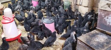 Digər quşlar: Ya Allah. Salam Hər vaxtınız xeyir! 6 Noyabr 2025 ci ildən — 4