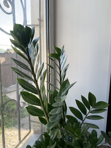 Другие комнатные растения: Замиокулькас, цена 500, продаем отросток но он быстро вырастет. Очень