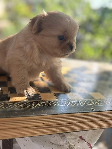 Pekines, Peyvəndli