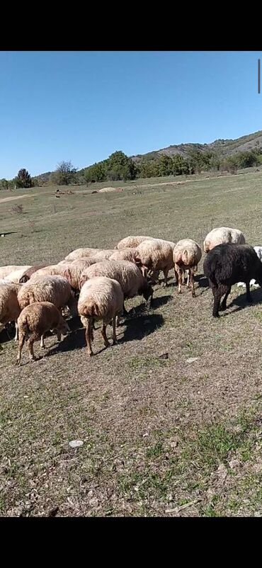 ağ ördək: Qapı heyvanidi damazlıq heyvanlardi.34 baş qoyundu.7 başı tək balali