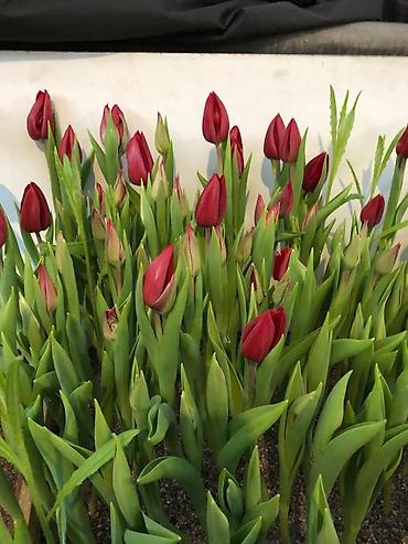 Букеты из живых цветов: Продаем тюльпаны оптом! Луковица голландская, выращенные в — 7