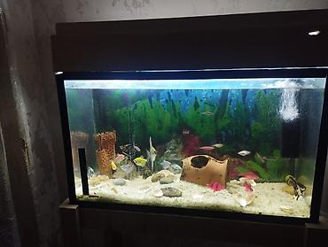 Akvariumlar: Akvarium-şkaf, 1 l, Ünvandan götürmə — 6