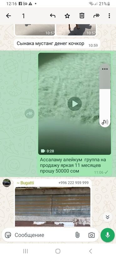 миринос баран: Сатам | Ургаачы кой (ургаачы) | Арашан | Көбөйтүү үчүн | Токту