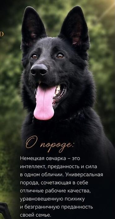 Иттер сатылат: Немис овчаркасы, 2 айлык, Ургаачы, Эмделген, Ит тегин тастыктоочу документ — 9