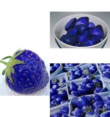 Semena i sadnice: Seme jagode više vrsta
Cena:650din/200 semenki — 6