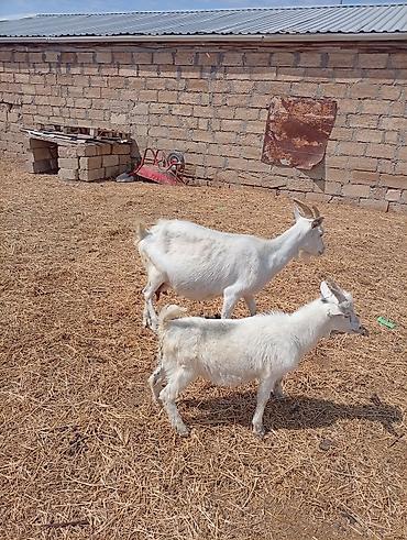Keçilər, çəpişlər: SAF KAN SANEN FIRANSIZ IRKI KEÇİLER MACAR IRKI KEÇİLER ÇEPİÇLER BOĞAZ — 8
