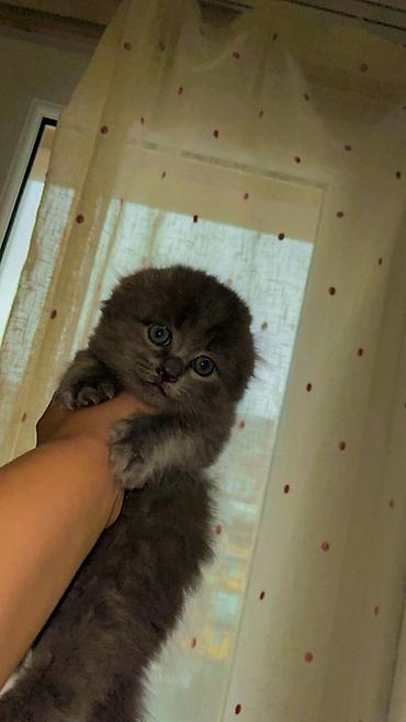 Pişiklər: Şotland yastı qulaq -da lalafo.az — 8 Pişiklər: Şotland yastı qulaq — 8