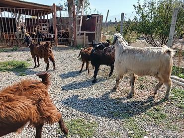 halep keçisi satilir: Təkə və keçilər – təsərrüfat üçün — 7