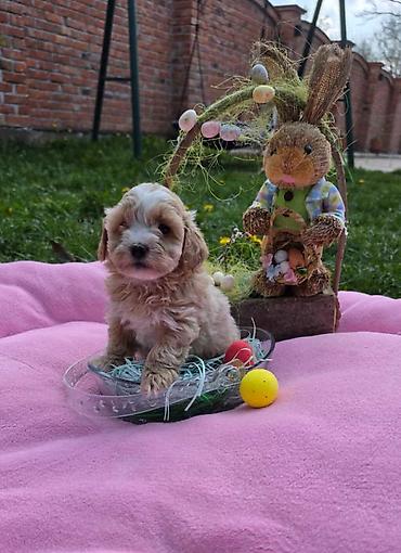 Predstavljamo vam novo leglo bebica maltipoo. Mama je mali maltezer a — 6