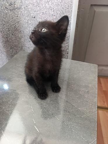 абиссинская кошка бишкек: Кошка даром: Беспородная, 2 месяца, Мальчик — 1