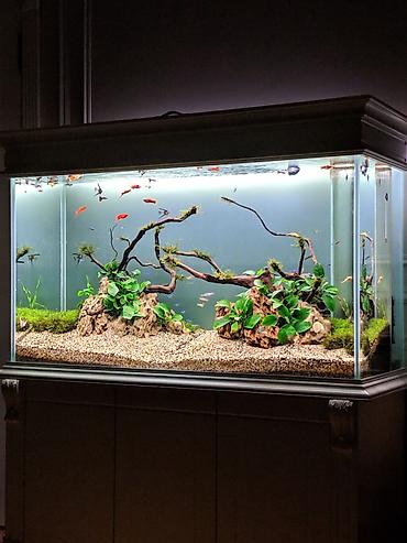 100 l akvarium: Ölçüləri: Uzunluğu 126, hündürlüyü 65, eni 45 — 1