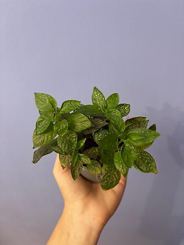gozel gül sekilleri: İçməkan bəzək bitkisi – Aqualqa (Hypoestes/“Polka dot plant”) tipli — 1