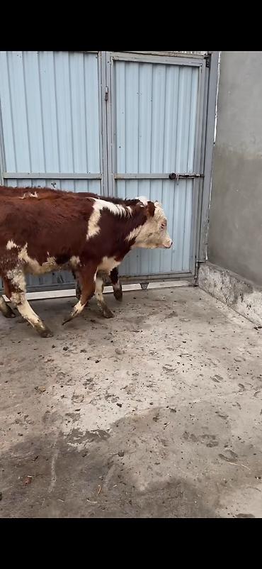 Dana, buzov: Məhsul: Simmental tipli dana cütlüyü - Rəng: qırmızı-ağ ləkəli, açıq -da lalafo.az — 4 Dana, buzov: Məhsul: Simmental tipli dana cütlüyü - Rəng: qırmızı-ağ ləkəli, açıq — 4