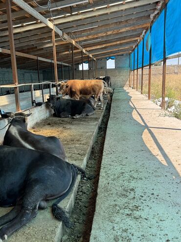 котята токмок: Курман айтка букалар сатылат жывой веске 340 сомдон оптом