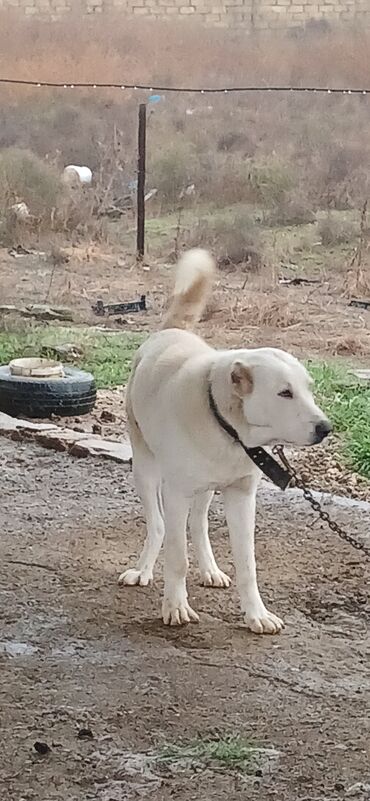 İtlər: Alabay, 8 ay, Erkek, Peyvəndli, Ödənişli çatdırılma — 12
