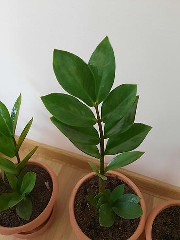 Семена: Dibçək gülü
zamioculcas gülü (dollar gülü) — 2